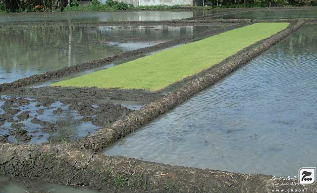 آغاز شخم زنی زمین های شالیکاری چوبر