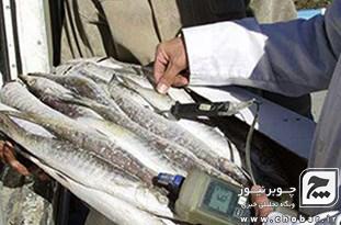 عرضه غیربهداشتی ماهی در خیابان‌های آستارا