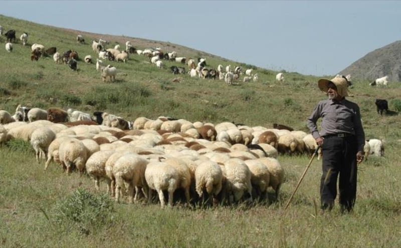 صادرات دام زنده ممنوع شد