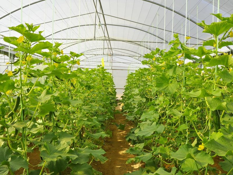 متقاضیان تسهیلات اشتغالزای روستایی باید ۲۰ درصد آورده داشته باشند