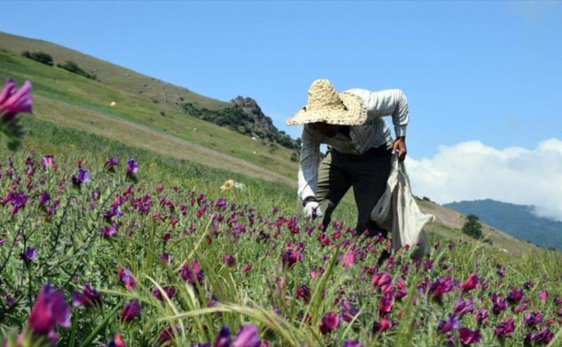 برداشت گیاه دارویی گل گاوزبان در روستاهای کوهستانی شهرستان آستارا آغاز شد