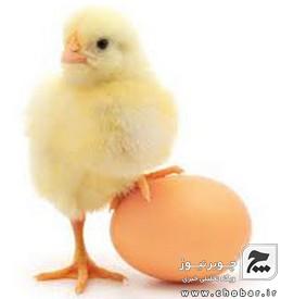 تخم مرغ ارزان شد