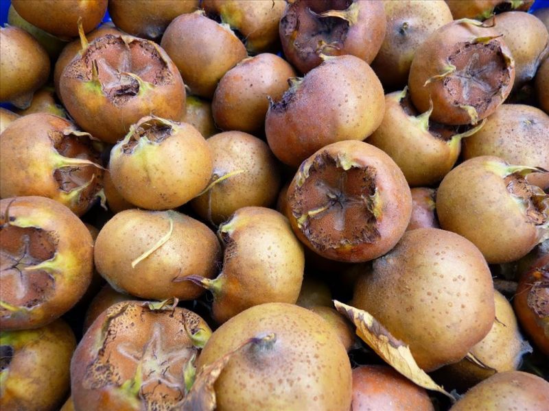 خوشحالی باغداران از افزایش قیمت ازگیل