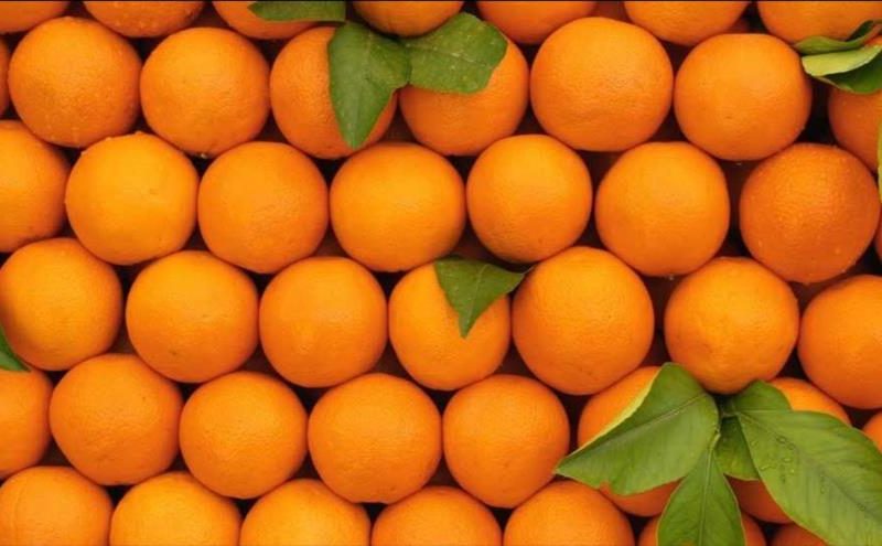 آغاز برداشت پرتقال در باغهای مرکبات مازندران