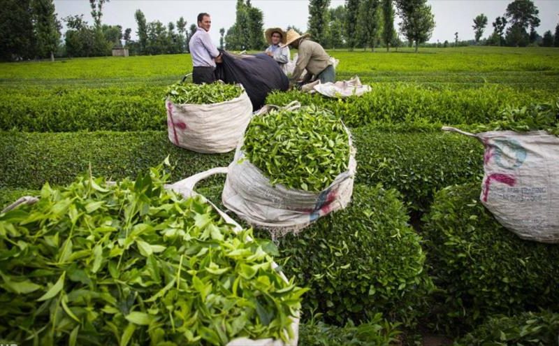 پرداخت کامل مطالبات چایکاران شمالی
