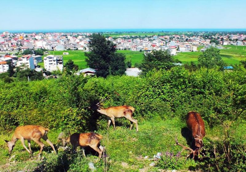 زیبایی های تالش را از نزدیک ببینیم