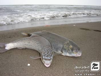 صید ماهیان استخوانی از دریای خزر کاهش یافت