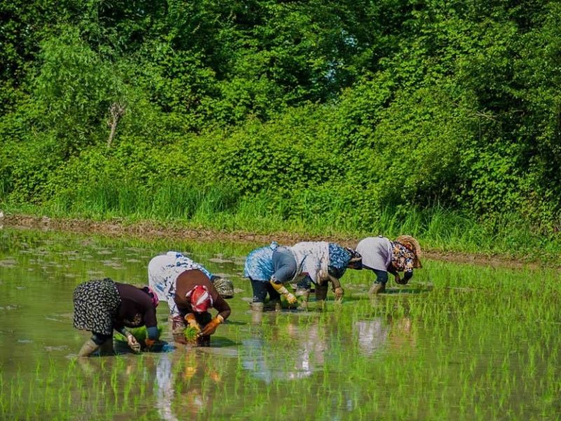 ۲۳ هزار هکتار از اراضی شالیزاری گیلان نشاء شد