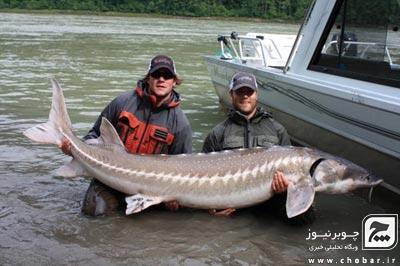 استحصال ۱۰ کیلوگرم خاویار از مزرعه پرورش ماهیان خاویاری آستارا