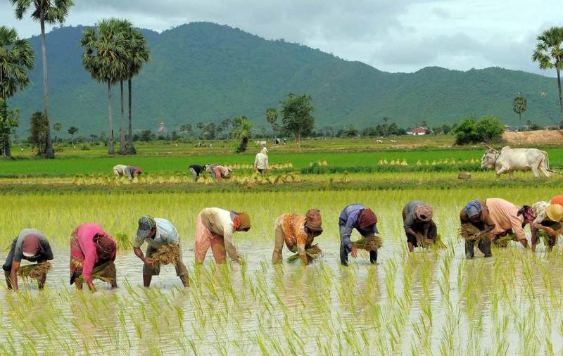 رقابت نابرابر کیوی با برنج