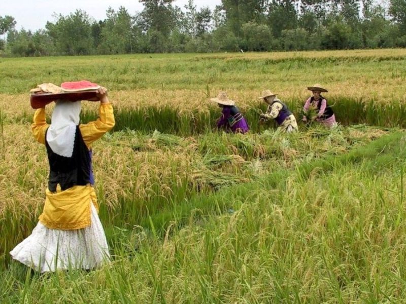 واردات برنج و چای با تصمیم دولت ممنوع شد/ کشاورزان دیگر نگران نباشند
