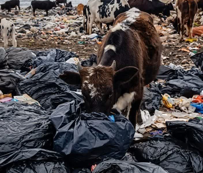 هشدار پسماند بیمارستانی تالش؛ آلودگی در کمین شهر