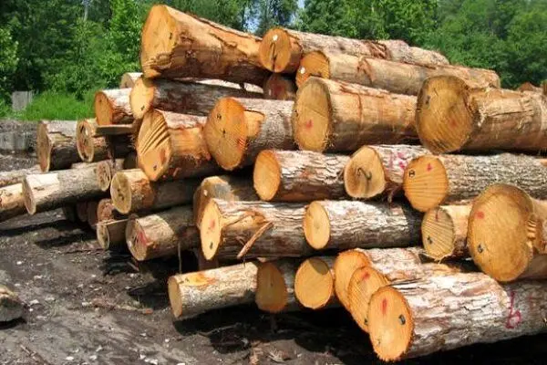 کشف ۴ میلیارد تومانی چوب قاچاق در شهرستان تالش